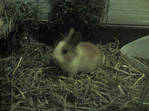 Foxy-003.jpg Foxy-003.jpg