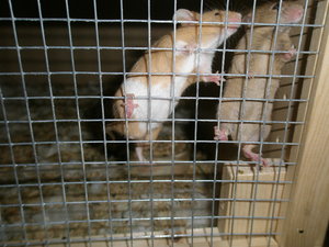 60 Ramses und Zimti.JPG