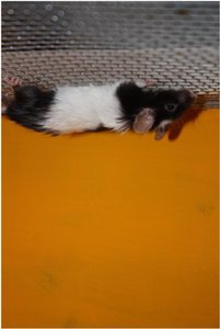 Spidermouse.jpg Spidermouse.jpg