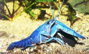 blauerfloridahummer.jpg