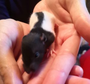 69882239_677841062736538_508786640542498816_n (2).jpg