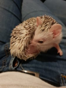 CF4A9ED1-BE50-4D22-B5EB-E84A74DA18A0.jpeg CF4A9ED1-BE50-4D22-B5EB-E84A74DA18A0.jpeg