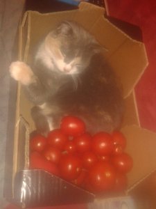 Die Tomaten.jpg