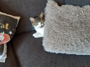 20200328_115358-2304x1728.jpg 20200328_115358-2304x1728.jpg