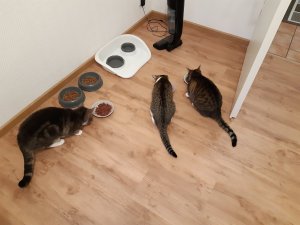 20200330_201018.jpg 20200330_201018.jpg