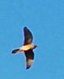 vid_20200409_185931[1].mp4[2020-04-09 19-34-04.195].jpg