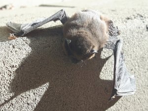 20200410_180734.jpg 20200410_180734.jpg