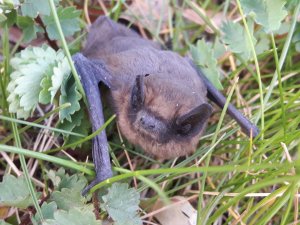 20200410_181802.jpg 20200410_181802.jpg