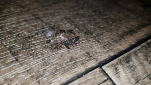 20200527_180730.jpg 20200527_180730.jpg