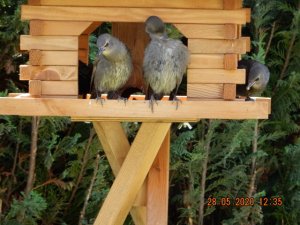 DSCN4593.JPG DSCN4593.JPG