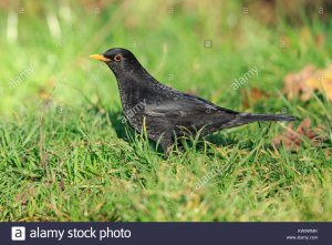 KW9WMKAmsel.jpg KW9WMKAmsel.jpg