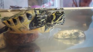 15938619896331761918051870628927.jpg 15938619896331761918051870628927.jpg