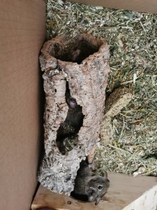 IMG_20200813_141306.jpg IMG_20200813_141306.jpg