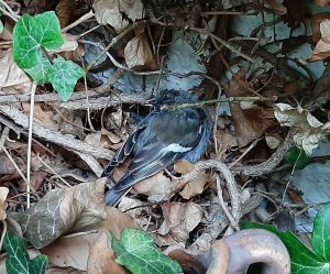 Unbekannter Jungvogel.jpg Unbekannter Jungvogel.jpg