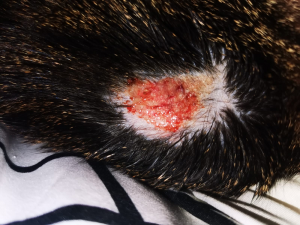 Aktuelles Foto.png Aktuelles Foto.png