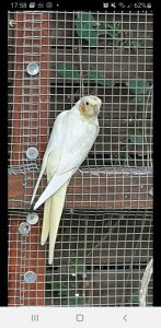 Screenshot_20200907-175814_eBay Kleinanzeigen.jpg