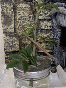 PXL_20201031_142543130.jpg PXL_20201031_142543130.jpg