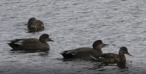 280.MTS Kolbenente.jpg