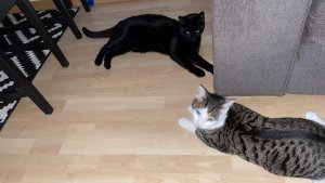 49645D54-FF23-45C1-A506-52371CF8B0BC.jpeg 49645D54-FF23-45C1-A506-52371CF8B0BC.jpeg