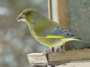 P1000542 (800x600).jpg