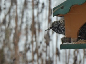 P1000565 (800x600).jpg