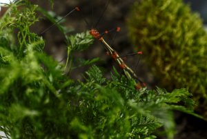 _MG_0743-01.jpeg _MG_0743-01.jpeg