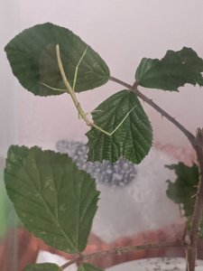 PXL_20210128_065019965.jpg PXL_20210128_065019965.jpg