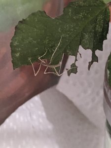 PXL_20210128_065035750.jpg PXL_20210128_065035750.jpg