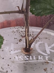 PXL_20210128_065042716.jpg PXL_20210128_065042716.jpg