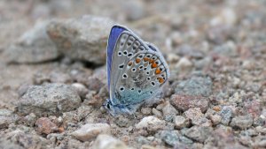 Bläuling.jpg