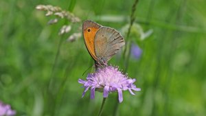 Ochsenauge.jpg Ochsenauge.jpg