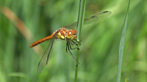 Libelle.jpg Libelle.jpg