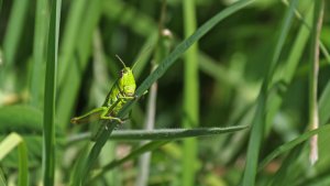 Heupferd.jpg Heupferd.jpg