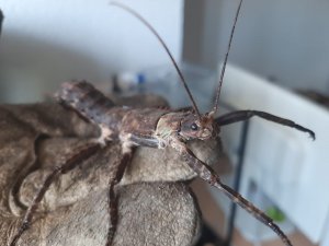 WhatsApp Image 2021-02-20 at 15.30.00.jpeg