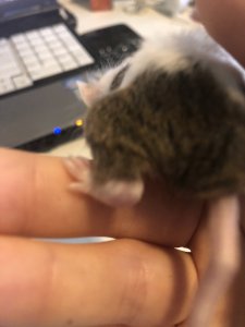 D73EC688-6437-49B3-B670-3F94608ABCC4.jpeg D73EC688-6437-49B3-B670-3F94608ABCC4.jpeg