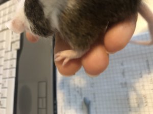 48A618A7-1AF4-4501-83BA-1F7855A1A861.jpeg 48A618A7-1AF4-4501-83BA-1F7855A1A861.jpeg