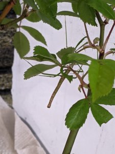 PXL_20210519_071736916.jpg PXL_20210519_071736916.jpg