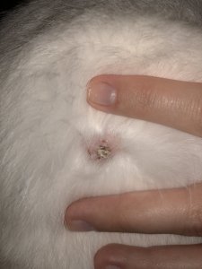 99BB9D4E-1266-46BA-96FB-4D69626168D3.jpeg 99BB9D4E-1266-46BA-96FB-4D69626168D3.jpeg