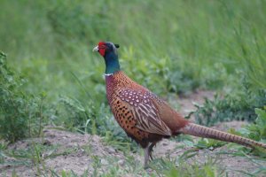 DSC04406.JPG DSC04406.JPG