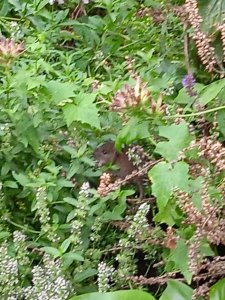 IMG-20210724-WA0001.jpg IMG-20210724-WA0001.jpg