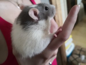 227408072_362176528682782_5830720405899687046_n.jpg 227408072_362176528682782_5830720405899687046_n.jpg