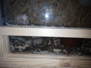 IMG_20210817_194640.jpg IMG_20210817_194640.jpg