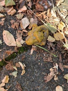 009740B2-7FD5-4335-923D-545C403DE730.jpeg 009740B2-7FD5-4335-923D-545C403DE730.jpeg