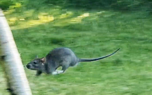 Bildschirmfoto 2021-09-07 um 17.59.34.png