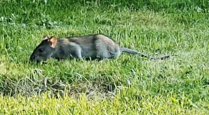 Bildschirmfoto 2021-09-07 um 17.59.57.png