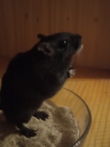 1640626745420.png 1640626745420.png