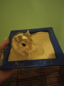 1640626920002.png 1640626920002.png