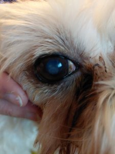 Lissy Auge.jpg Lissy Auge.jpg