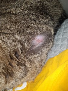 20220301_035952.jpg 20220301_035952.jpg