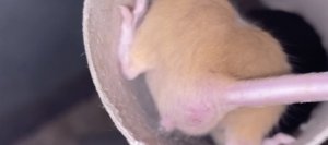 8FDA06A6-5E0F-4F2C-927C-90B6342AD24F.jpeg 8FDA06A6-5E0F-4F2C-927C-90B6342AD24F.jpeg